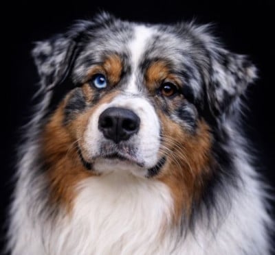 Étalon Berger Australien - Phalco du Chemin de la Lune aux Reves