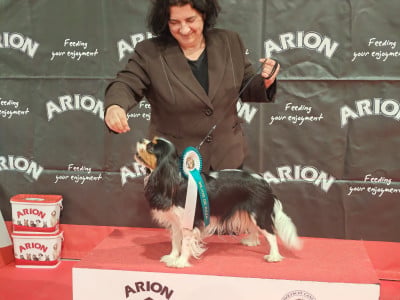 Étalon Cavalier King Charles Spaniel - CH. La boheme for vosnabel (Sans Affixe)