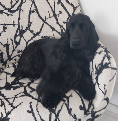 Étalon Cocker Spaniel Anglais - Sweety so love suzy Of Crazy Years