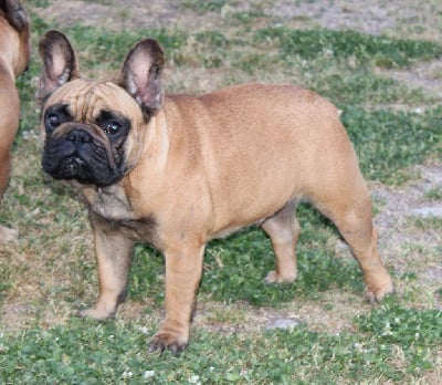 Étalon Bouledogue français - ShaÏna du berger de la vallée des géants