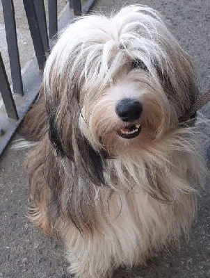 Étalon Terrier Tibetain - Smiley Rosetta Stone