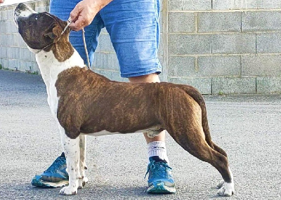 Étalon American Staffordshire Terrier - Alfagacyno Salva trucha t-bag