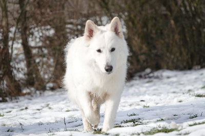 Oslo Du Domaine De La Fuste