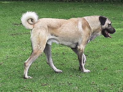 Étalon Berger Kangal - P'ates alevi The Legend Of Kangal