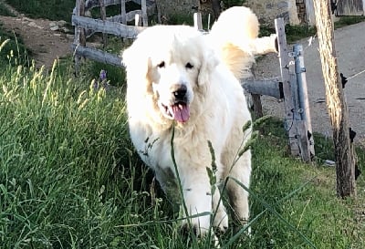 Étalon Berger de Podhale - Tatra - Rumianek kalong