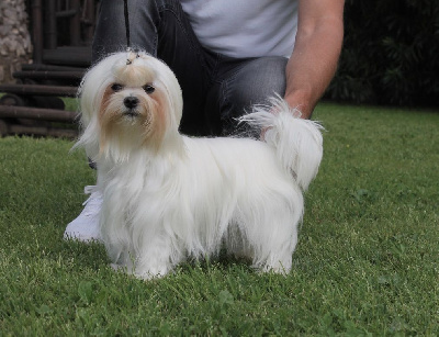 Étalon Bichon maltais - Sissi imperatrice du Domaine San Sébastian