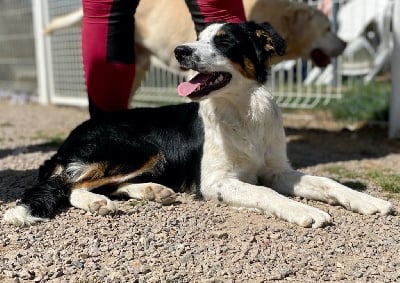 Étalon Border Collie - Shanel Des Pres D'Estela