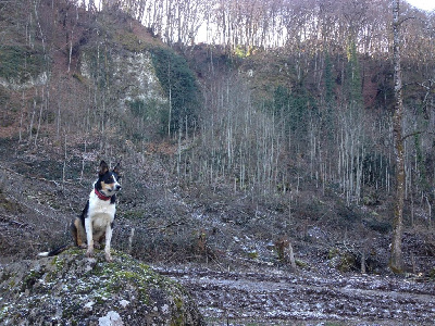 Étalon Border Collie - CH. Jawai des Mauves Bruyères