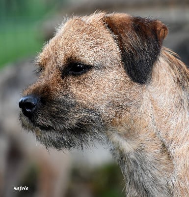 Étalon Border Terrier - Najoie des Legendes de Retz