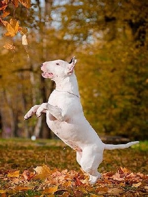 Étalon Bull Terrier - Les sens Daika Prada