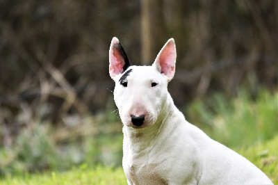 Étalon Bull Terrier Miniature - Rose aka r'mine Des jardins de margaux