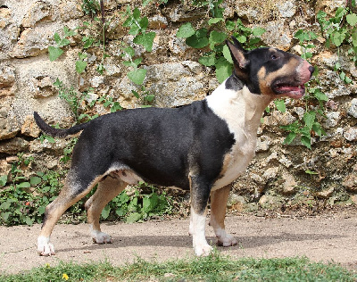 Étalon Bull Terrier - Trick or treat Rock of ages