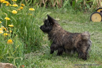Étalon Cairn Terrier - Sunshine Des Fauves D'orient