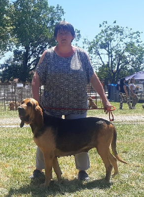 Étalon Chien de Saint-Hubert - Oona des limiers de l'Adour