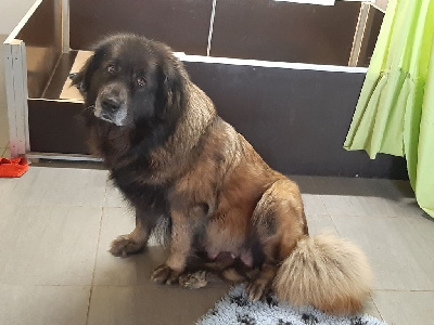 Étalon Chien de la Serra Estrela - CH. Quenza Veilleur Des Fichaux