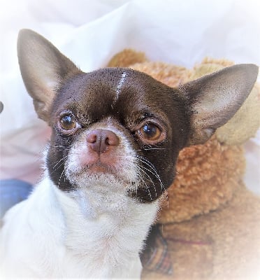 Étalon Chihuahua - Yin yang chocolate strana elfov