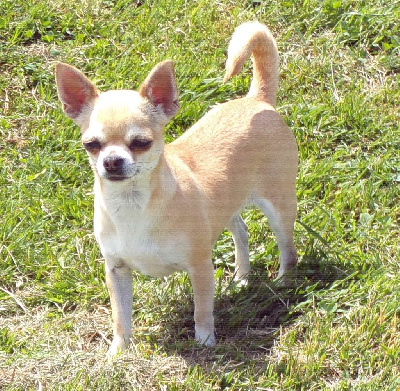 Étalon Chihuahua - Philippine du porche jaune