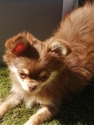 Étalon Chihuahua - Sharly (Sans Affixe)