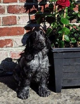 Étalon Cocker Spaniel Anglais - The legend Du Royaume De Lecki