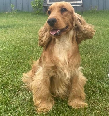 Étalon Cocker Spaniel Anglais - Shym du chemin des cavaliers