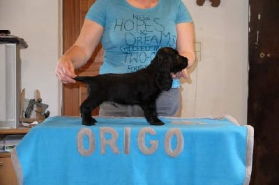 Étalon Cocker Spaniel Anglais - cocherry Origo