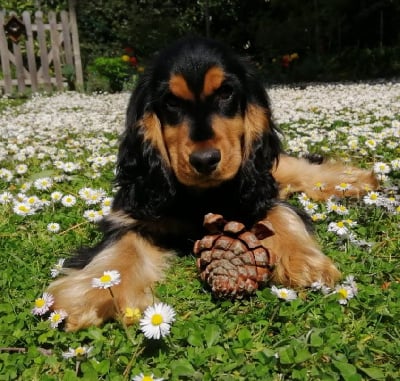 Étalon Cocker Spaniel Anglais - Rebelle princesse lovely Du Domaine De La Pruneraie