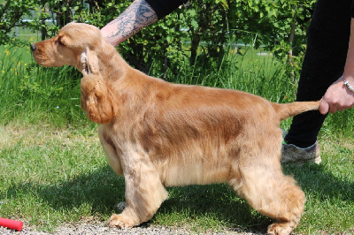 Étalon Cocker Spaniel Anglais - Dream Of Best In Show Special k