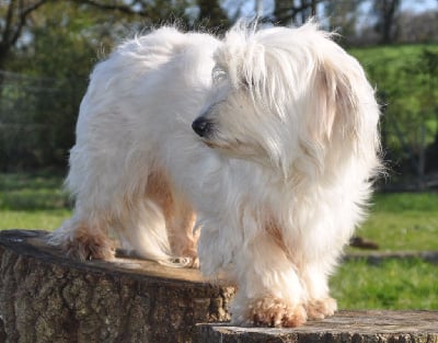 Étalon Coton de Tulear - Osiris de la Forêt du Kranou