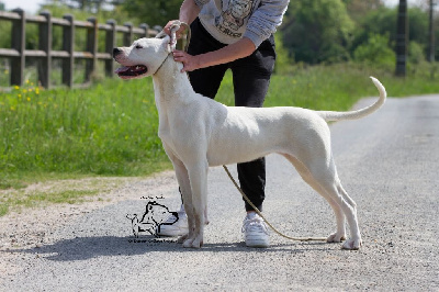 Étalon Dogo Argentino - CH. Santa rosa Du Domaine Des Temps Orageux