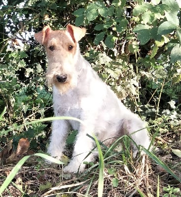 Étalon Fox Terrier Poil Dur - Pumkin pie De la rose magique