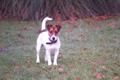 Étalon Jack Russell Terrier - Princesse peach de Plume et de Laine