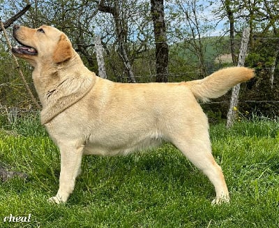Étalon Labrador Retriever - Rheal Labrapassion