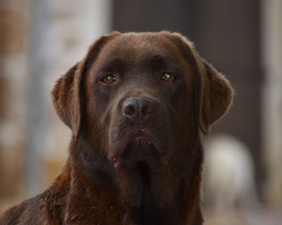 Étalon Labrador Retriever - Romane Du Moulin Sault