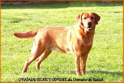 Étalon Labrador Retriever - O'naÏade selkie's odyssee Du Domaine De Biazak