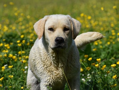 Étalon Labrador Retriever - Peggy Du Moulin Sault