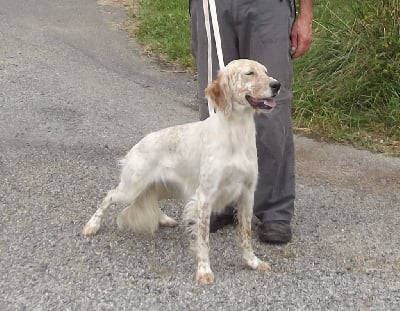 Étalon Setter Anglais - Rose texane Des seraphins rouges