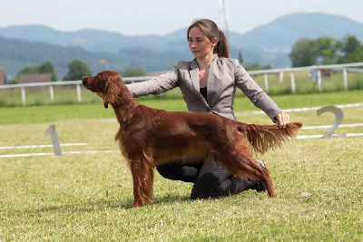 Étalon Setter irlandais rouge - CH. Orla orosheen De L'anneau Du Kerry