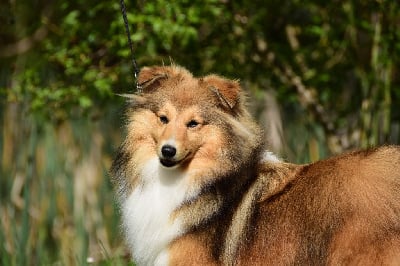 Étalon Shetland Sheepdog - Roots to islay des Collines de Sagne