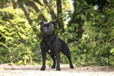 Étalon Staffordshire Bull Terrier - CH. Bullspirit Ready to strike