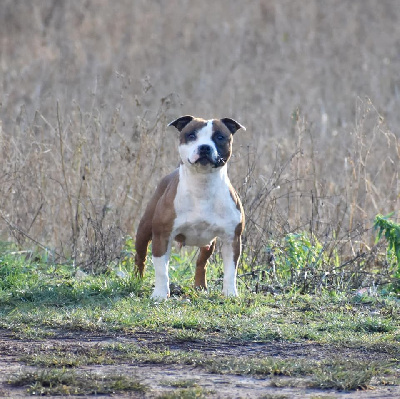 Étalon Staffordshire Bull Terrier - temptationstaff Menphis belle