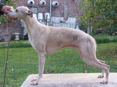 Étalon Whippet - Jeu de mots du haras d'hélios