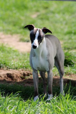 Étalon Whippet - Silver by azzaro Des Alizes De Maelynn