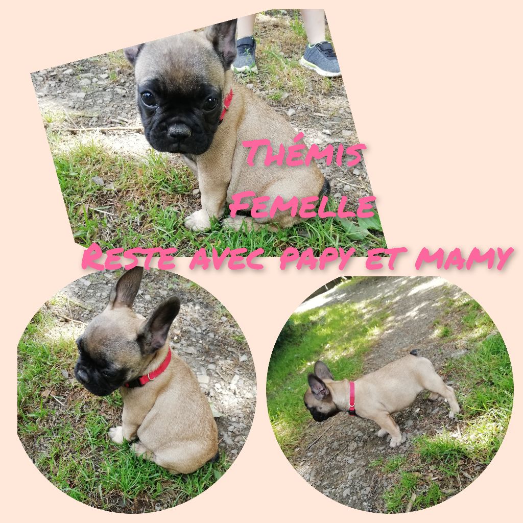 Publication : Des Bouilles Ecrasées 