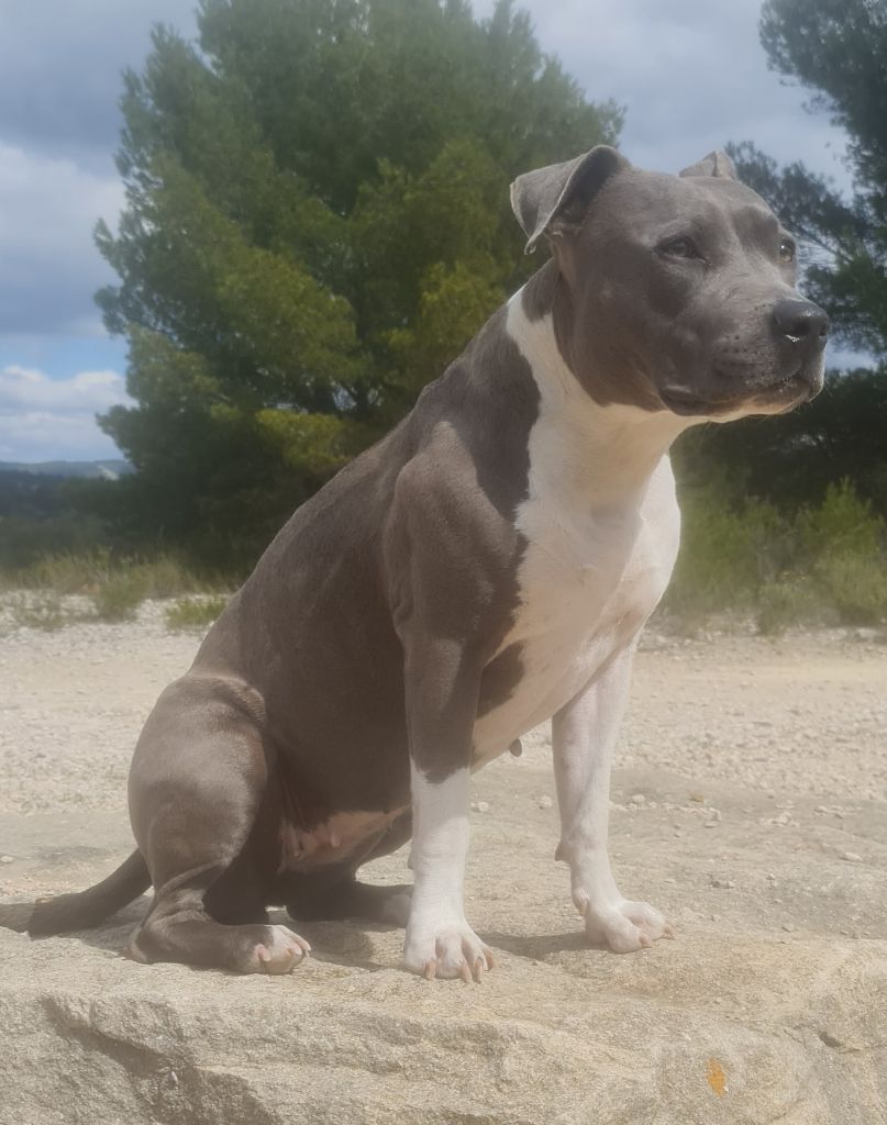  Auteur : Marion talichet 