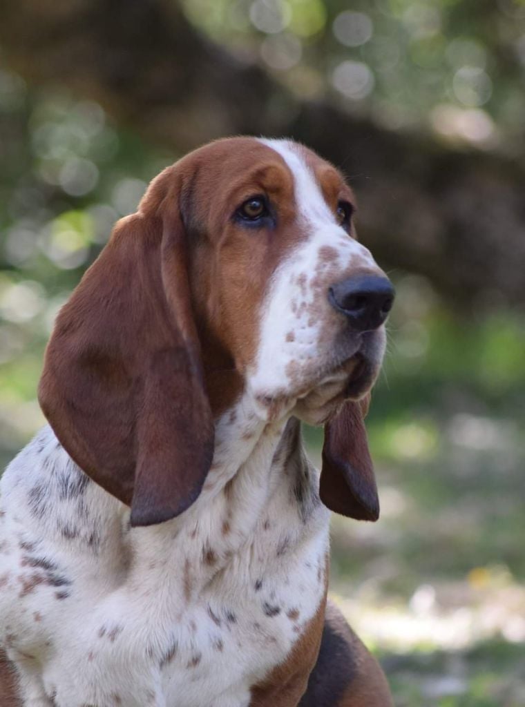 CH. Simba des Cotes de la Saunade