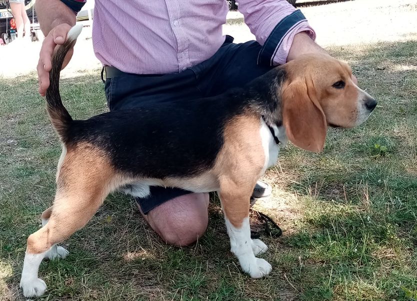 Publication : Du Moulin De Champiré 