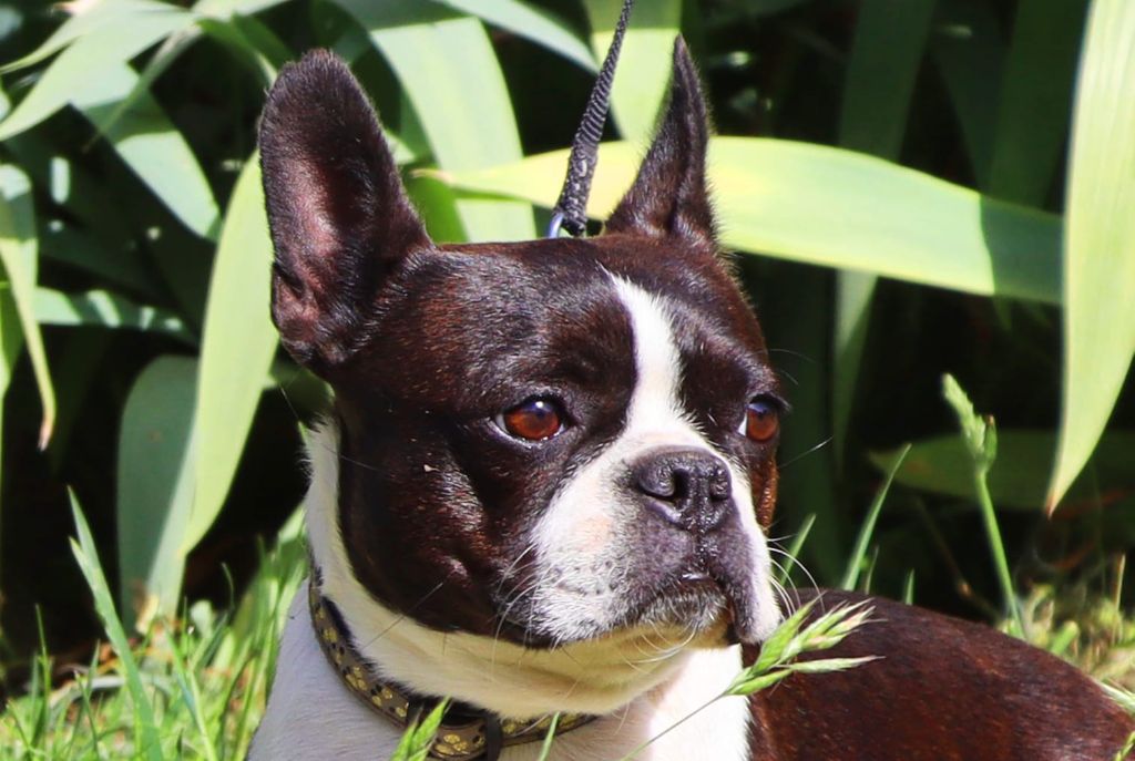 Publication : De La Grange Enchantée Auteur : Chez Valérie en Mayenne