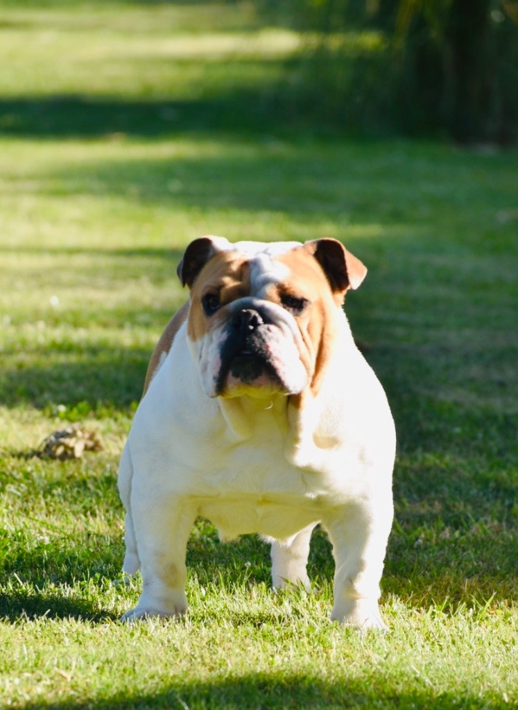 Publication : de Théop's Auteur : De theop s