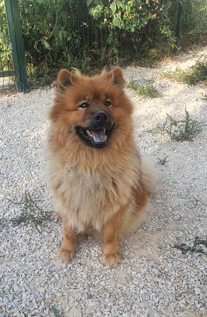 Pearl jam De Jereylle