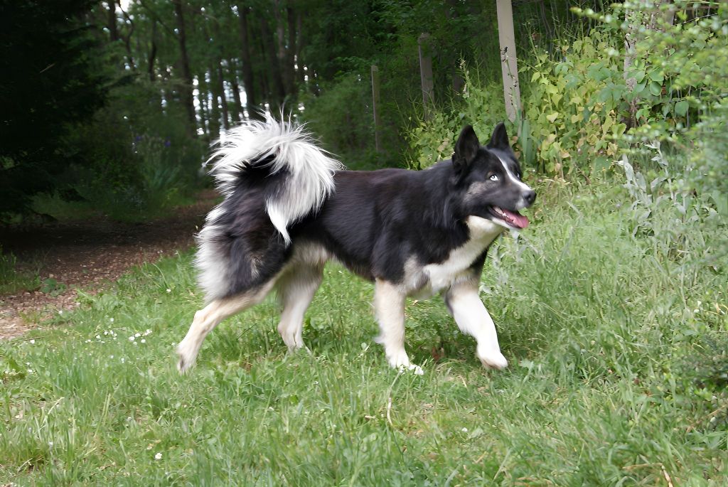 Publication : The Brotherhood Of Shadow